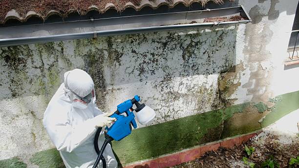 Top rated local Bathroom Mold Removal specialists in Bloomington, TX